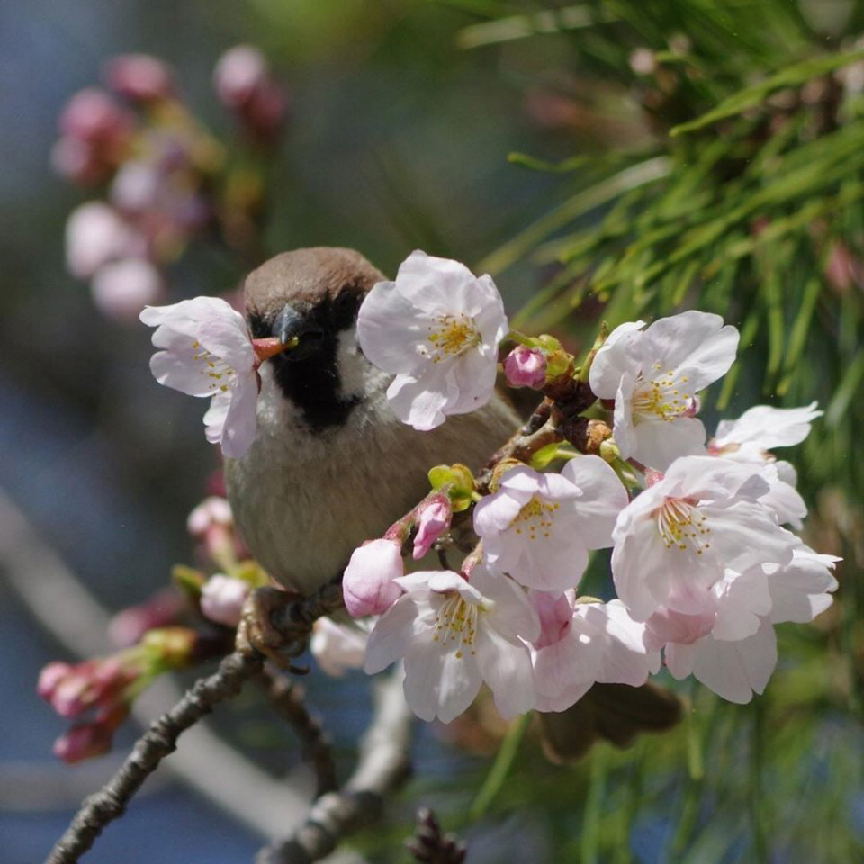 Весенние обои, фото 16 Весенние обои, фото 16