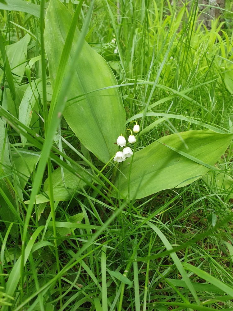 Обои с ландышами , фото 13 Обои с ландышами , фото 13