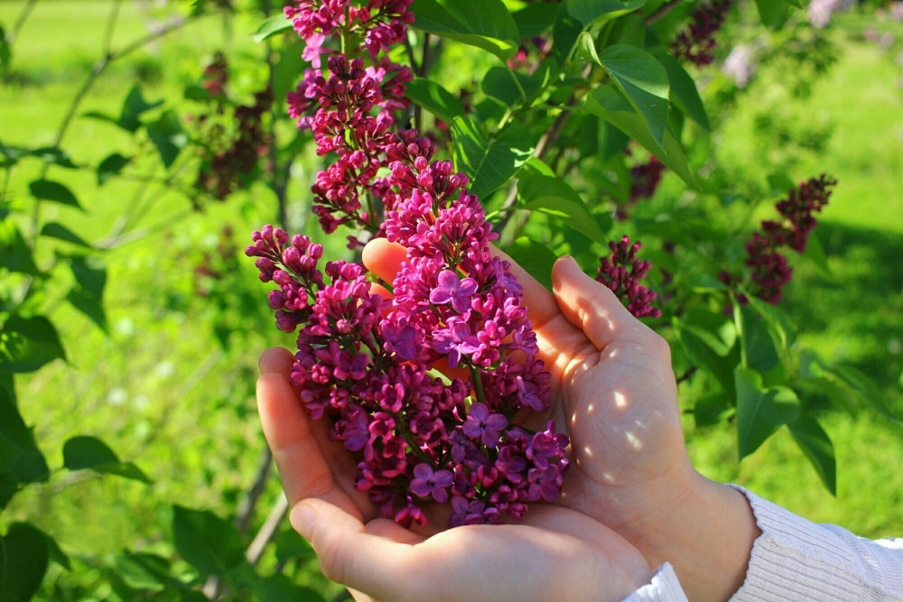 Обои с сиренью , фото 7