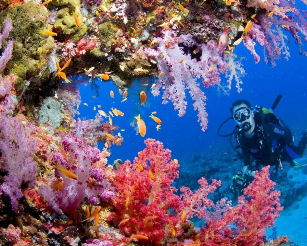 Удивительный мир Красного моря, фото 37