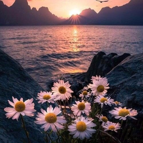 Обои с ромашками , фото 8