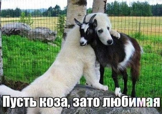 Смешные картинки с животными, фото 15 Смешные картинки с животными, фото 15