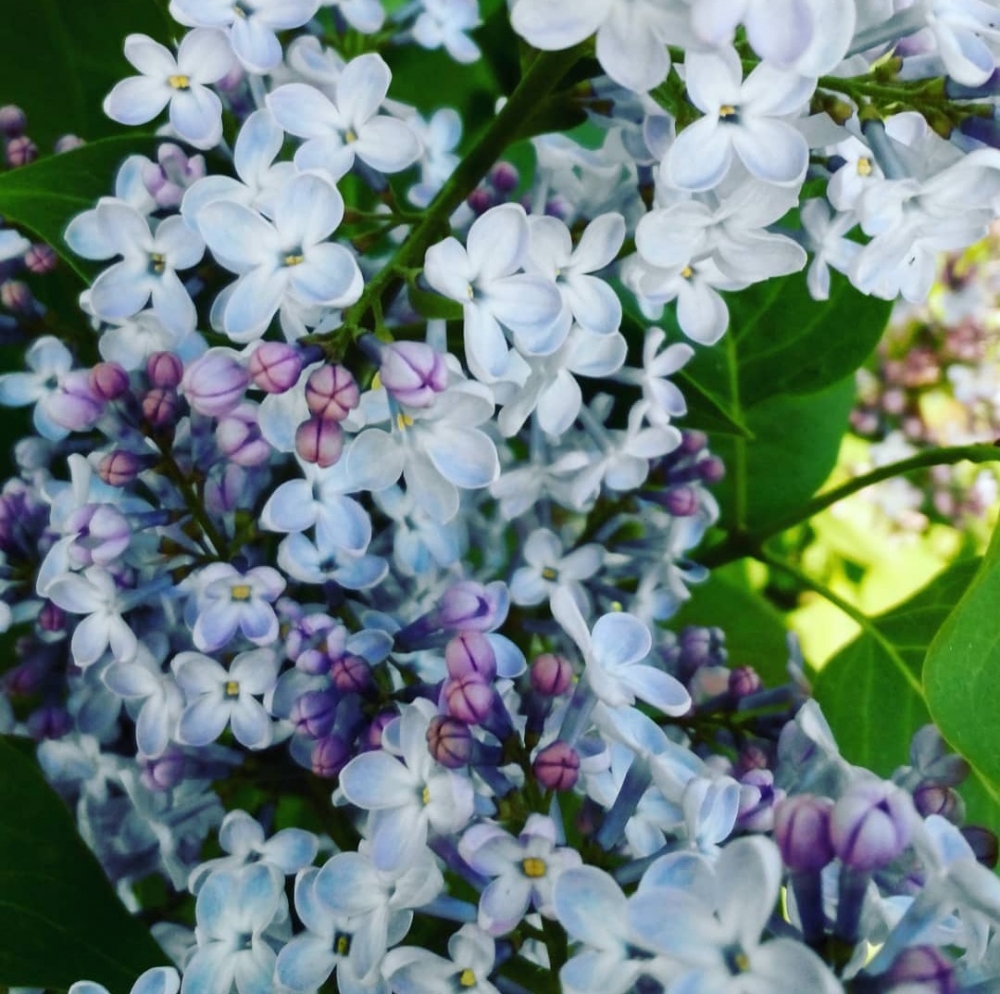 Обои с сиренью , фото 15