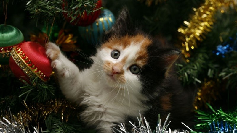 Новый год – новый Кот. Символ 2023 – чёрный водяной кот., фото 40