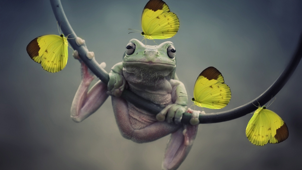 Обои рептилии (2), фото 2 Обои рептилии (2), фото 2