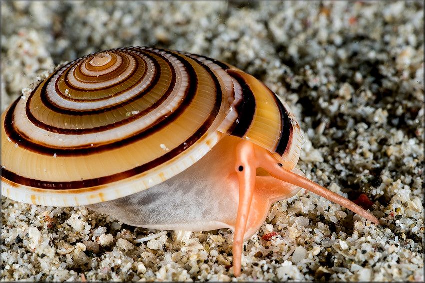 Таинственный мир океана, фото 2