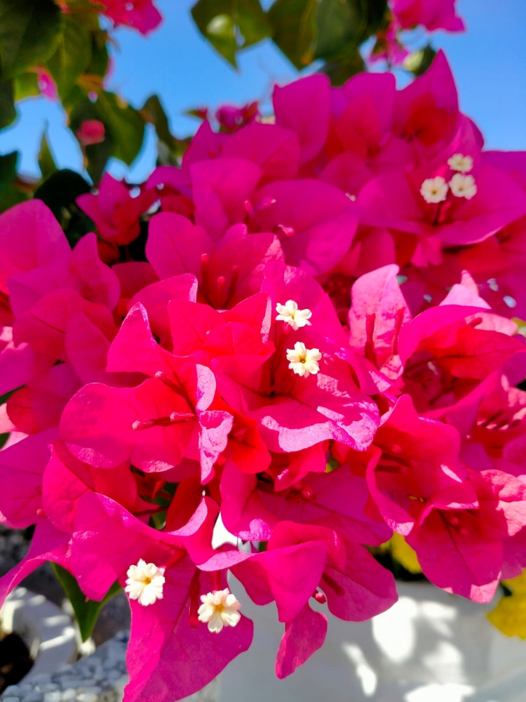 Бугенвеллия - ощущение праздника, фото 1 Бугенвеллия - ощущение праздника, фото 1