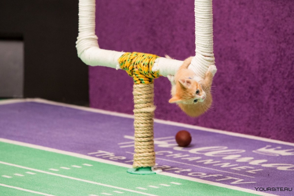 Внимание Спорт-Кот. Спортивный символ года., фото 3