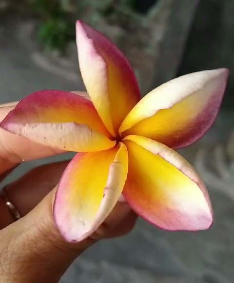 Удивительные растения Бали