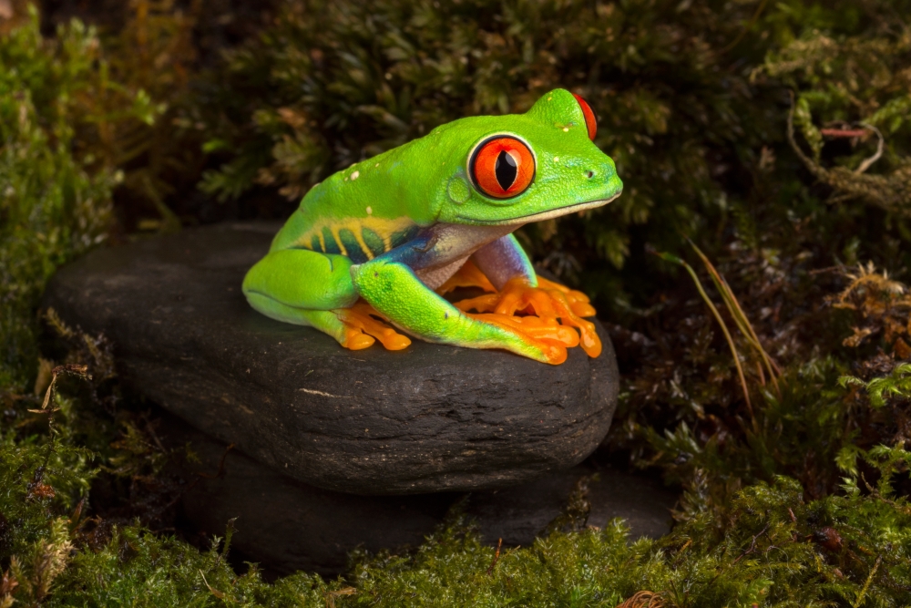 Царевна-лягушка, фото 2 Царевна-лягушка, фото 2