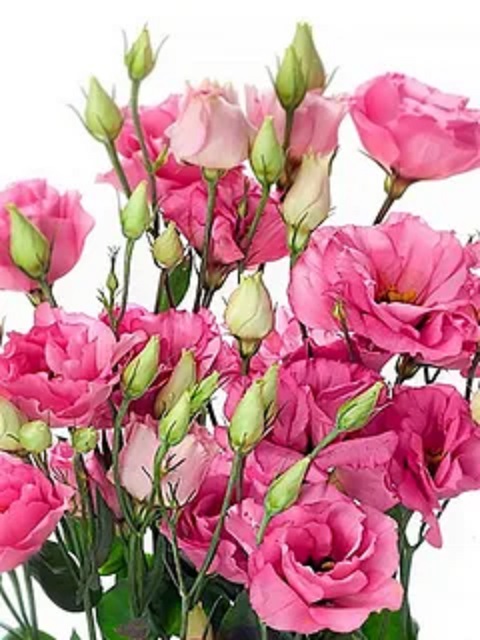 Красавица эустома, фото 2