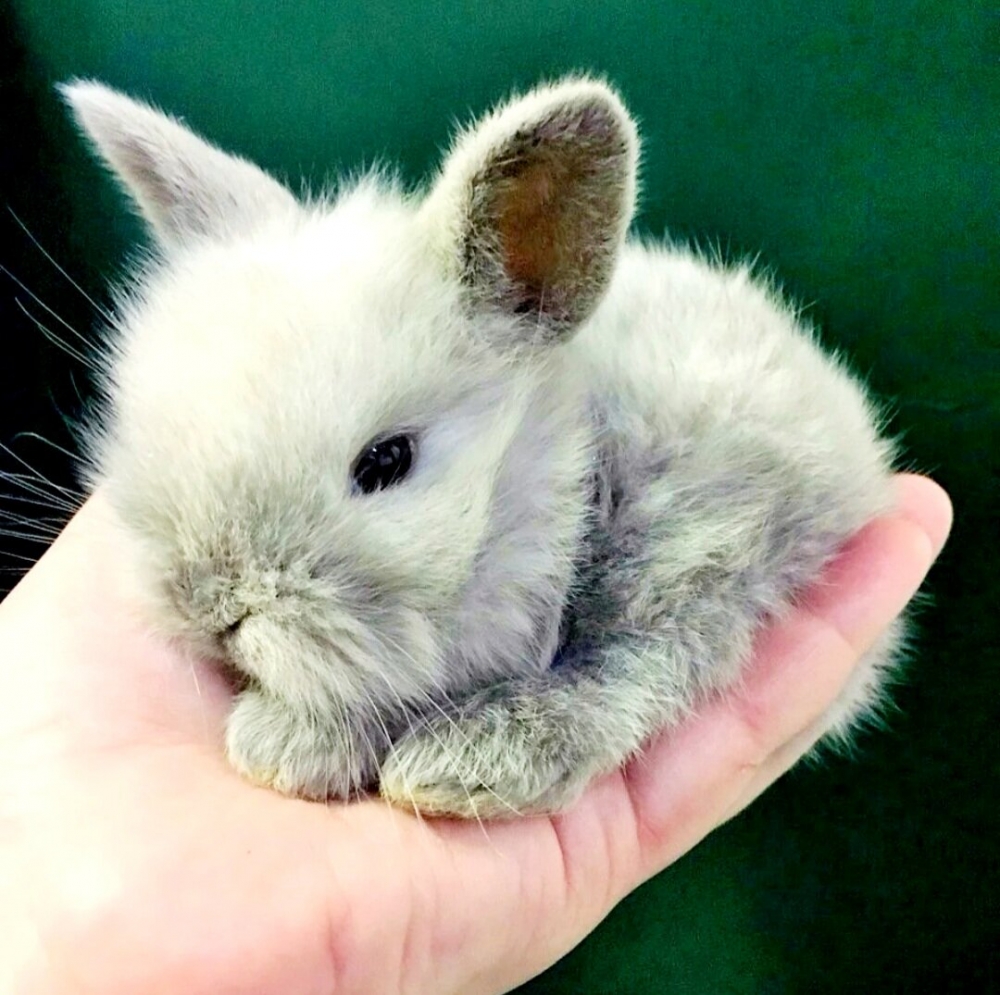 Декоративные кролики, фото 2 Декоративные кролики, фото 2