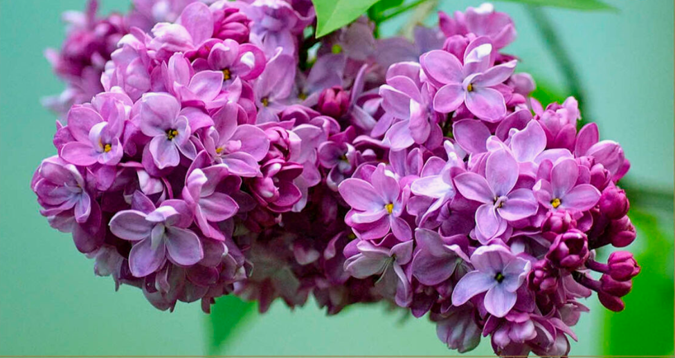 Прекрасная сирень, фото 1 Прекрасная сирень, фото 1