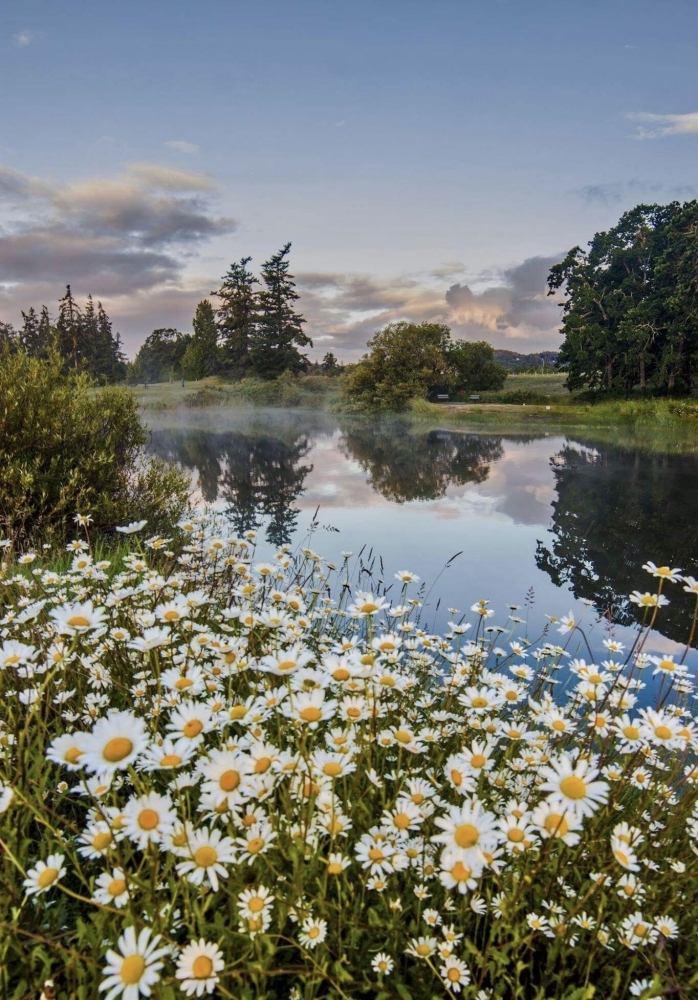 Лето, лето, васильки в букетах), фото 2