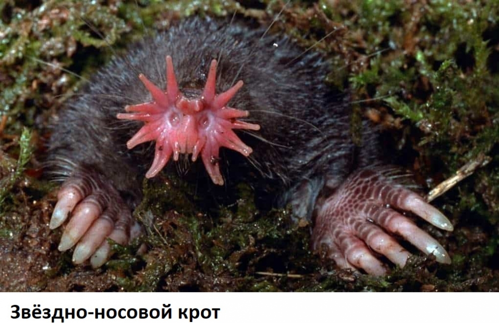 10 самых необычных животных нашей планеты, фото 2 10 самых необычных животных нашей планеты, фото 2