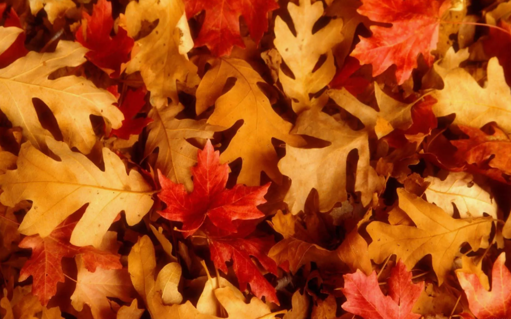 Листья золотой осени, фото 2 Листья золотой осени, фото 2