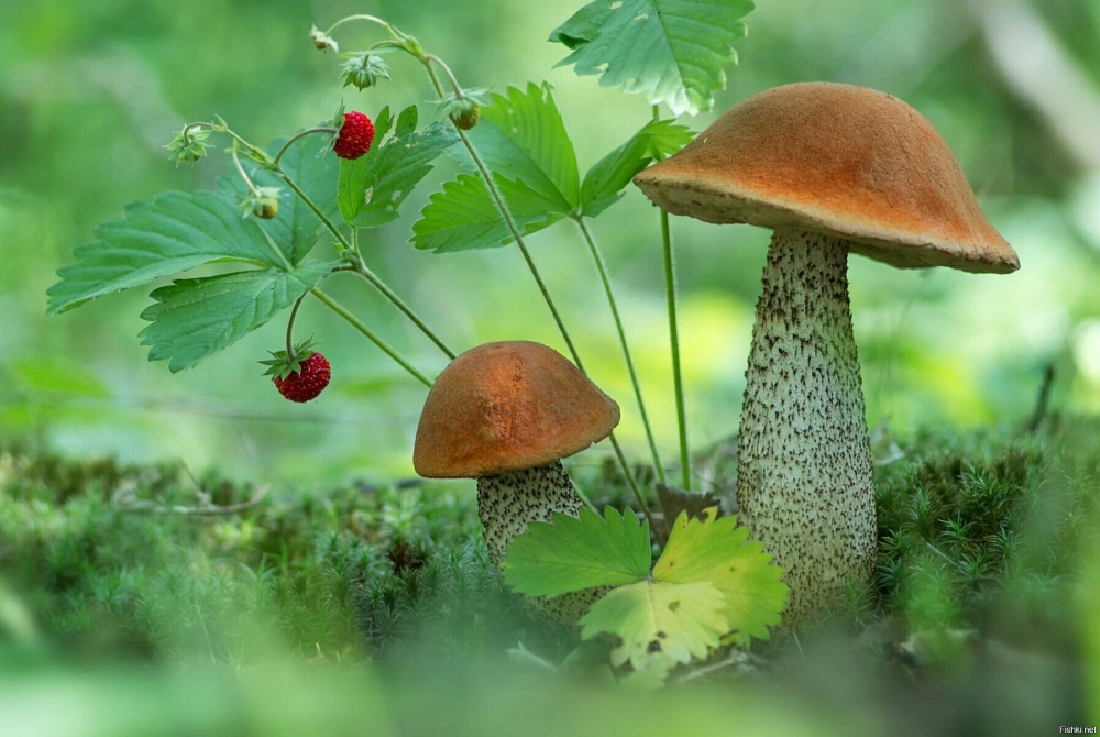 Тихая охота, фото 2 Тихая охота, фото 2
