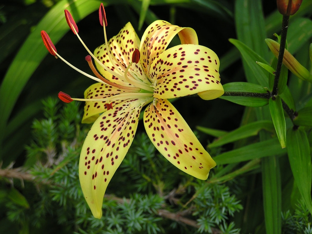 Лето в калейдоскопе ярких лилий., фото 5