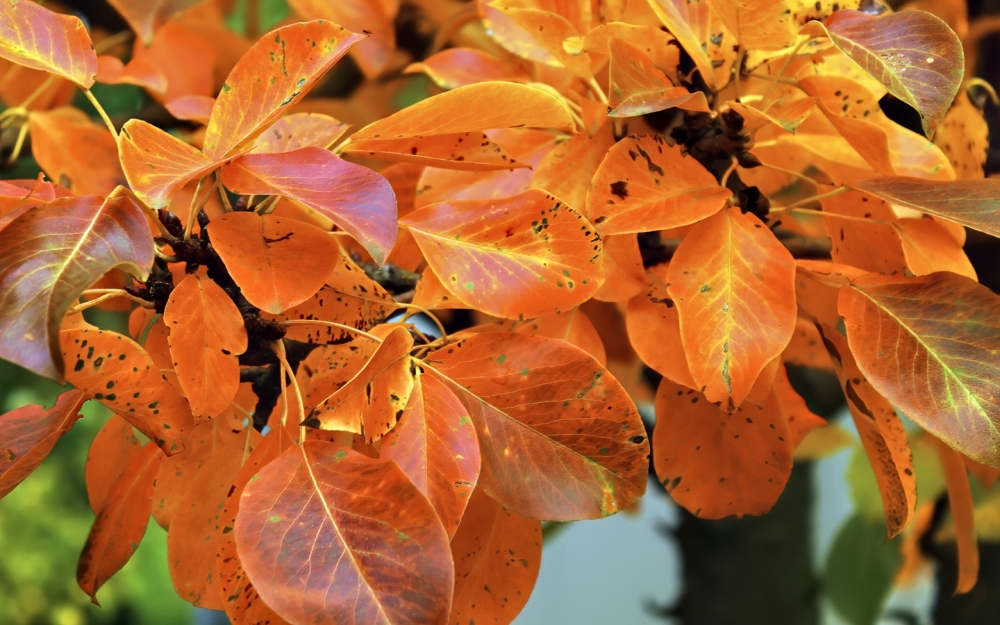 Осенние обои, фото 3 Осенние обои, фото 3