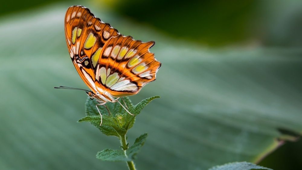 Обои насекомые (1), фото 3 Обои насекомые (1), фото 3