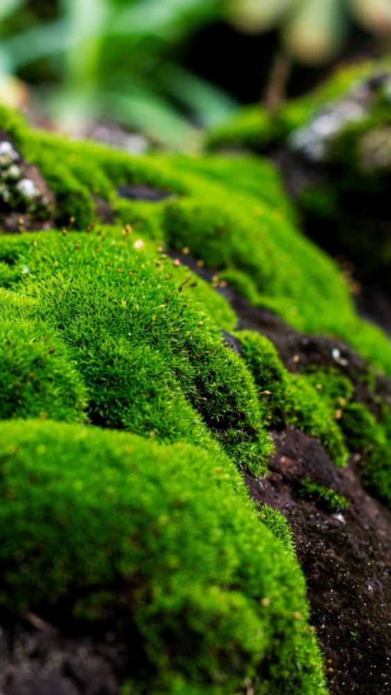 Макро обои для смартфона, фото 3 Макро обои для смартфона, фото 3