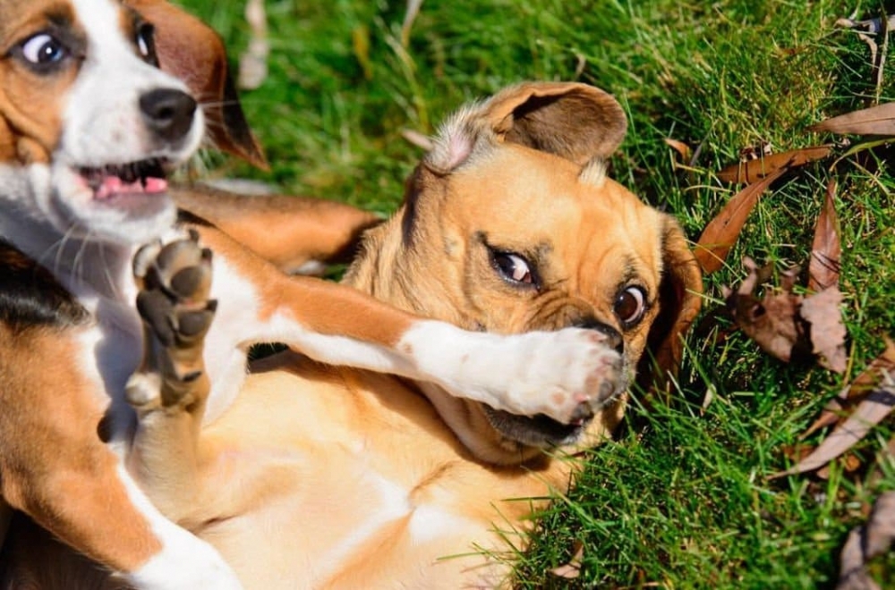 Фото смешных животных, фото 2 Фото смешных животных, фото 2