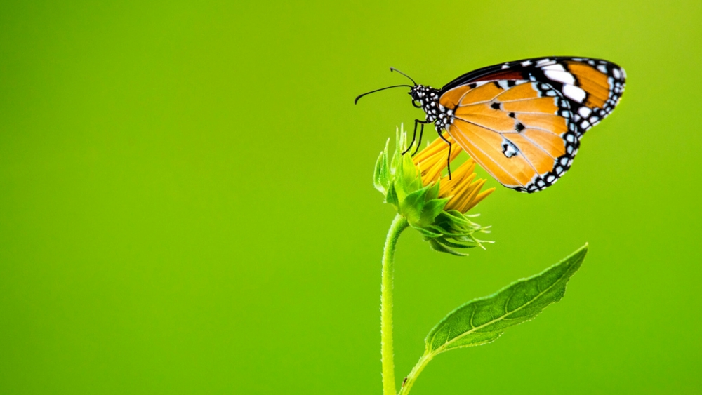 Обои насекомые (2), фото 2 Обои насекомые (2), фото 2