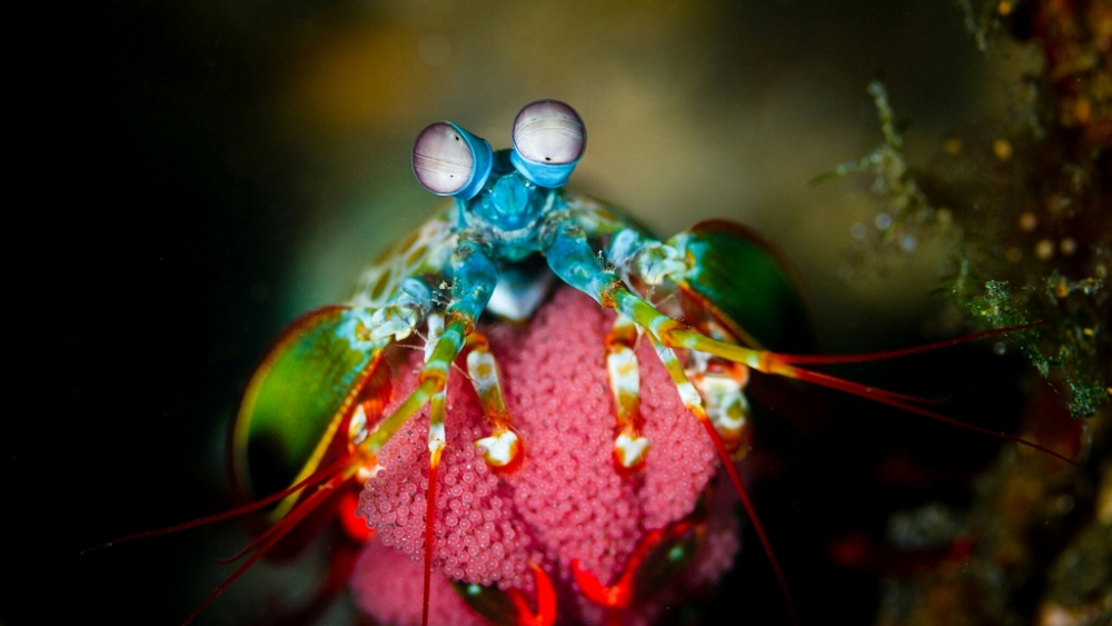 Обои мир моря (1), фото 2 Обои мир моря (1), фото 2