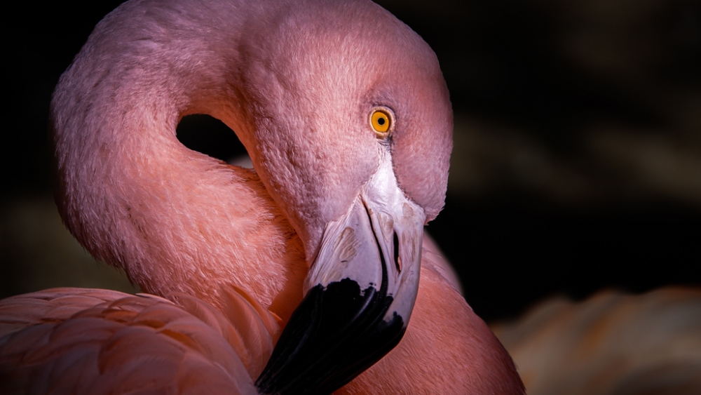 Обои птицы (2), фото 3 Обои птицы (2), фото 3