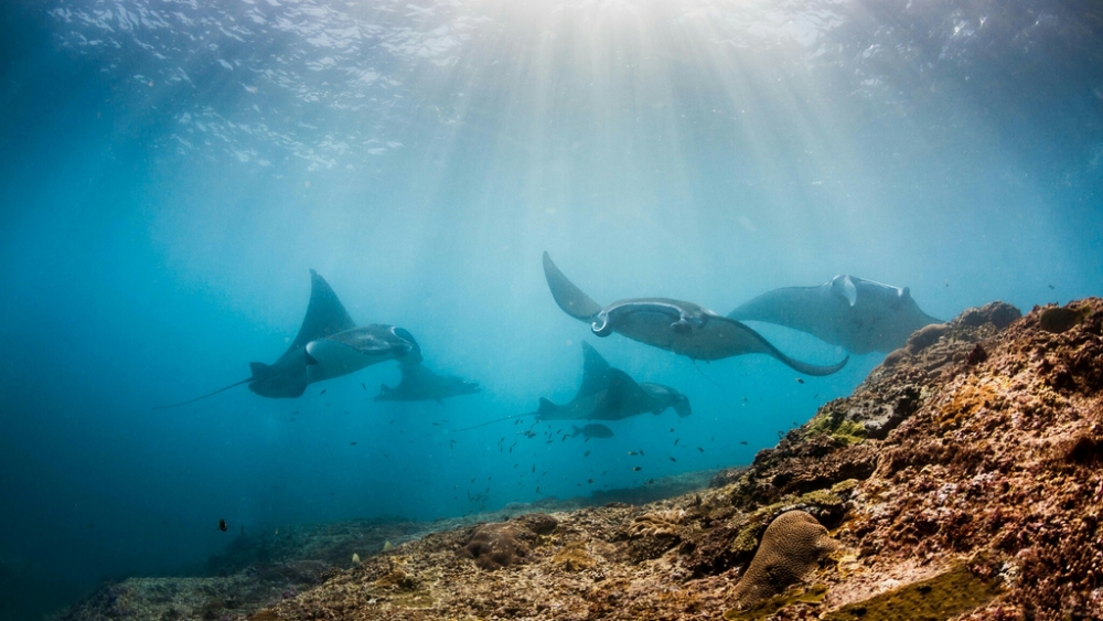 Обои мир моря (2), фото 2 Обои мир моря (2), фото 2