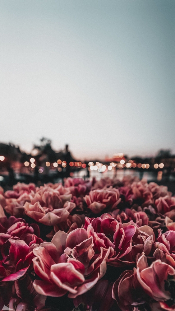 Обои и заставки на тему Цветы, фото 6 Обои и заставки на тему Цветы, фото 6