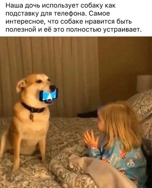Смешные картинки с собаками!, фото 16 Смешные картинки с собаками!, фото 16