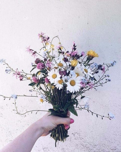 Обои с ромашками , фото 1