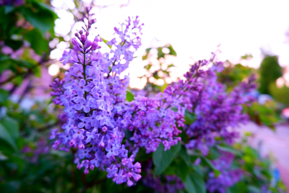 Обои с сиренью , фото 31