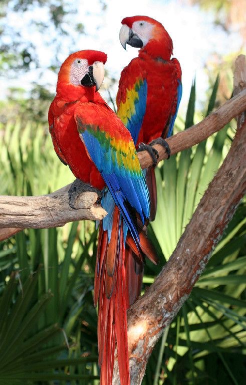 Обои с животными. Мир птиц: попугаи 🦜 , фото 34 Обои с животными. Мир птиц: попугаи 🦜 , фото 34