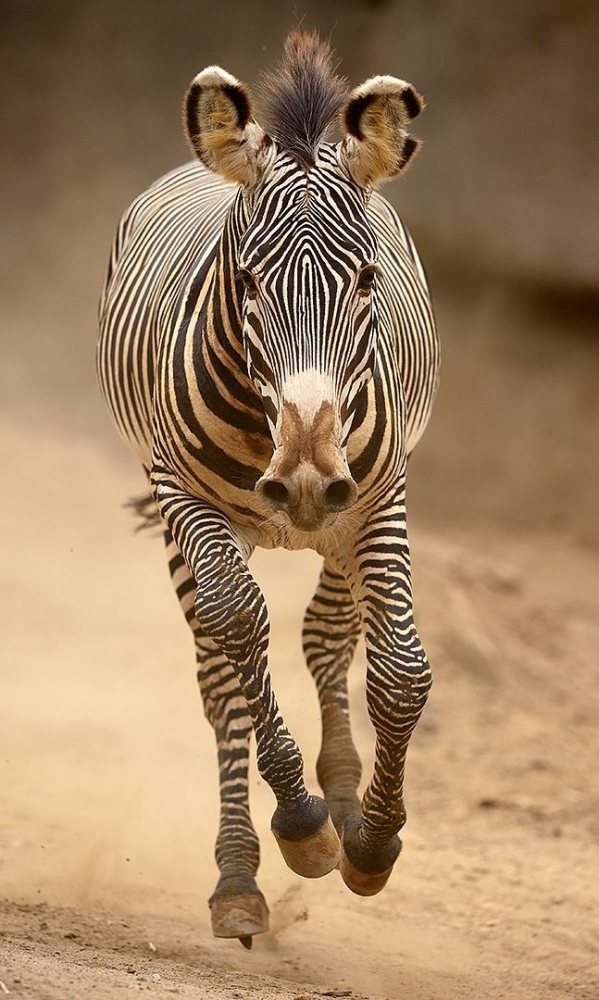 Обои в мире животных. Обои с зебрами, фото 10