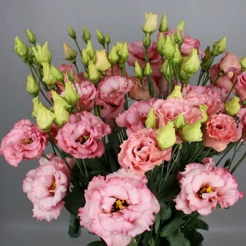 Красавица эустома, фото 3