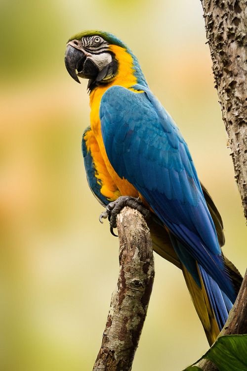 Обои с животными. Мир птиц: попугаи 🦜 , фото 28 Обои с животными. Мир птиц: попугаи 🦜 , фото 28