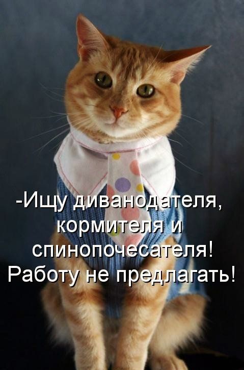 Смешные картинки с котиками. Часть 2, фото 18 Смешные картинки с котиками. Часть 2, фото 18