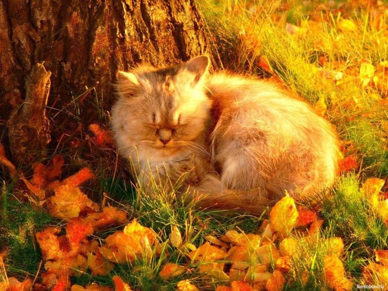 Осенние животные., фото 40 Осенние животные., фото 40