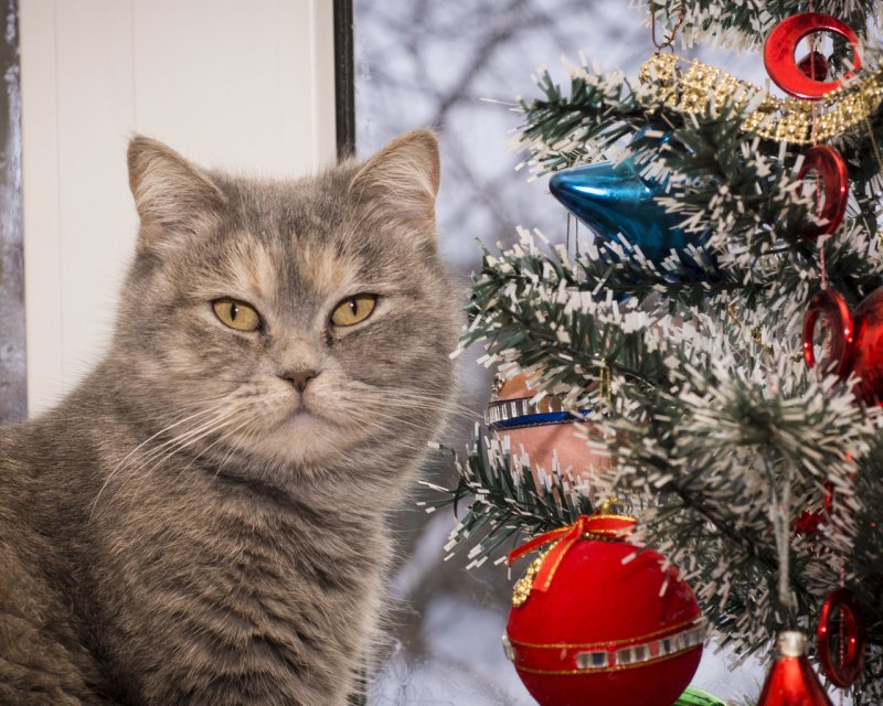 Новый год – новый Кот. Символ 2023 – чёрный водяной кот., фото 43