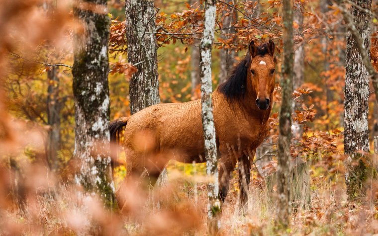 Осенние животные., фото 41 Осенние животные., фото 41