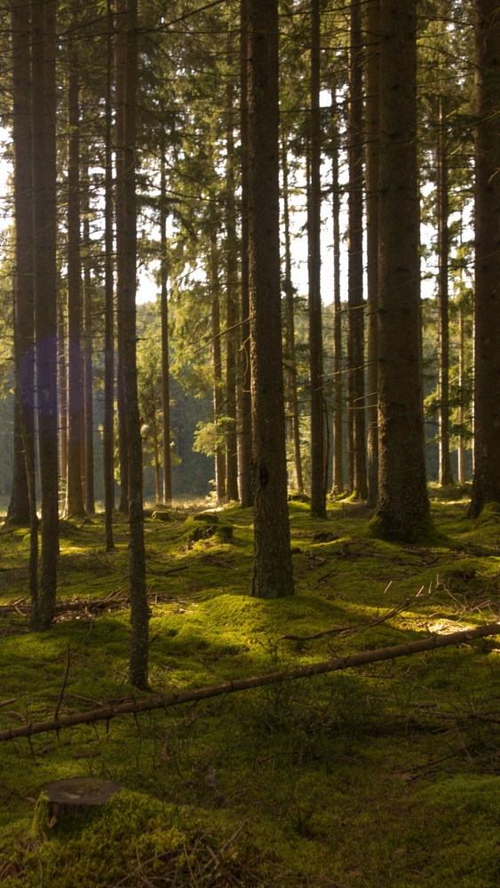 Обои и заставки на тему Лес, фото 30 Обои и заставки на тему Лес, фото 30