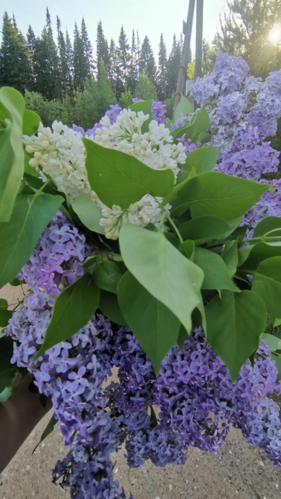 Обои с сиренью , фото 29