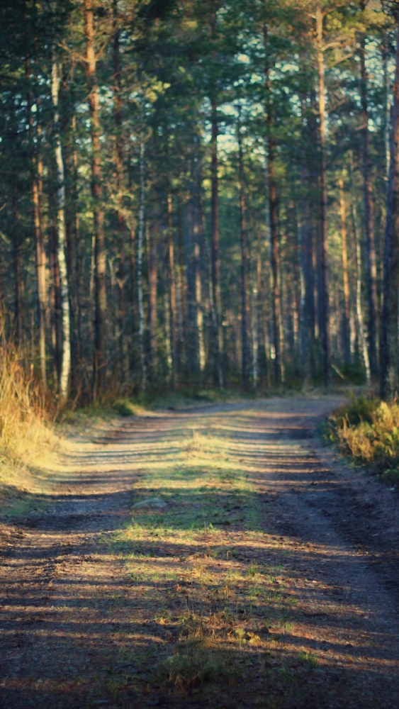 Обои и заставки на тему Лес, фото 22 Обои и заставки на тему Лес, фото 22