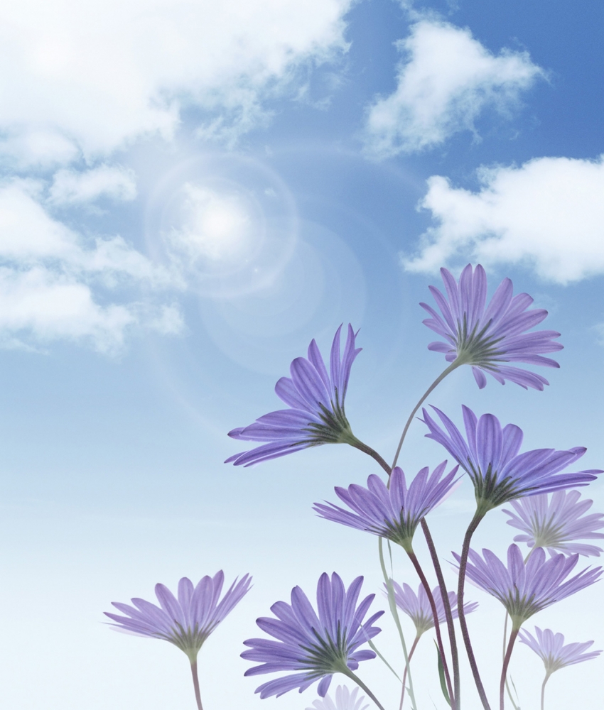 Обои и заставки на тему Цветы, фото 17 Обои и заставки на тему Цветы, фото 17