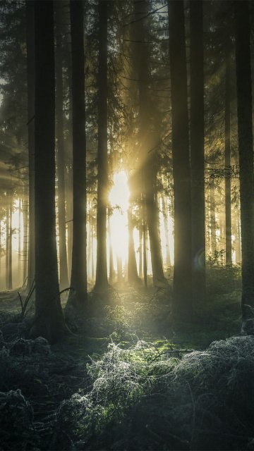 Обои и заставки на тему Лес, фото 31 Обои и заставки на тему Лес, фото 31