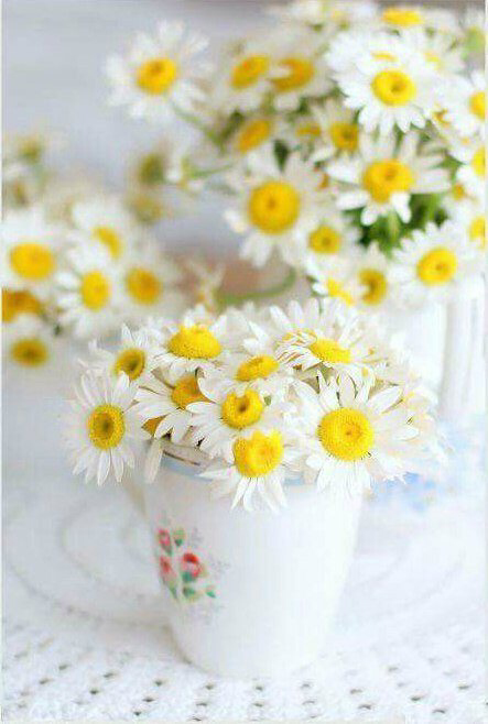 Обои с ромашками , фото 46