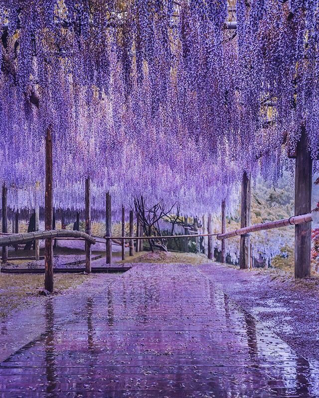 Весенние обои, фото 21 Весенние обои, фото 21