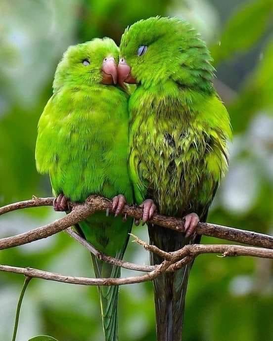 Обои с животными. Мир птиц: попугаи 🦜 , фото 27 Обои с животными. Мир птиц: попугаи 🦜 , фото 27